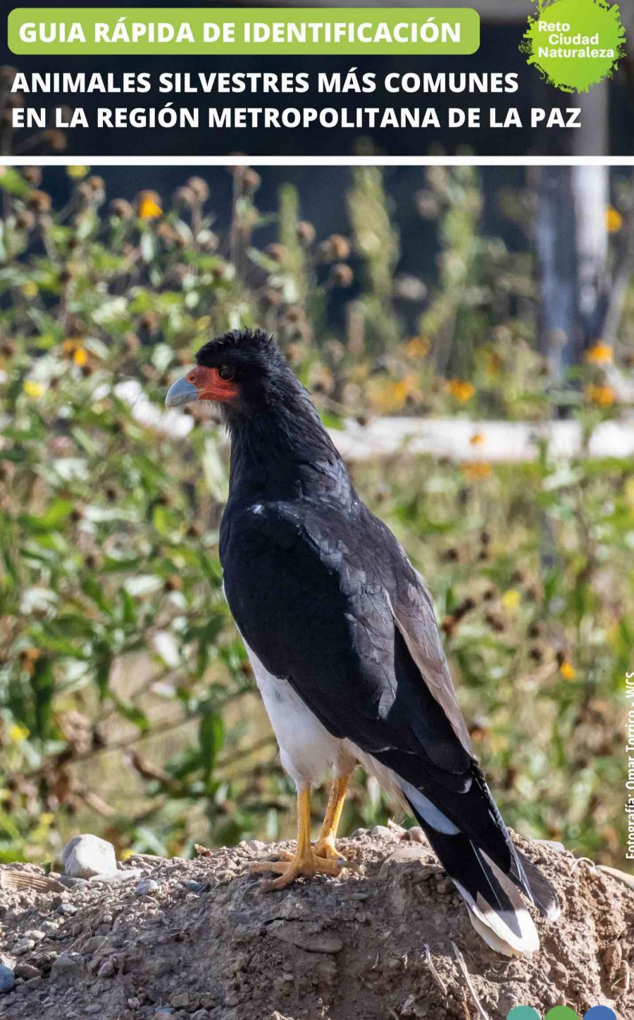 Guía de vertebrados de La Paz